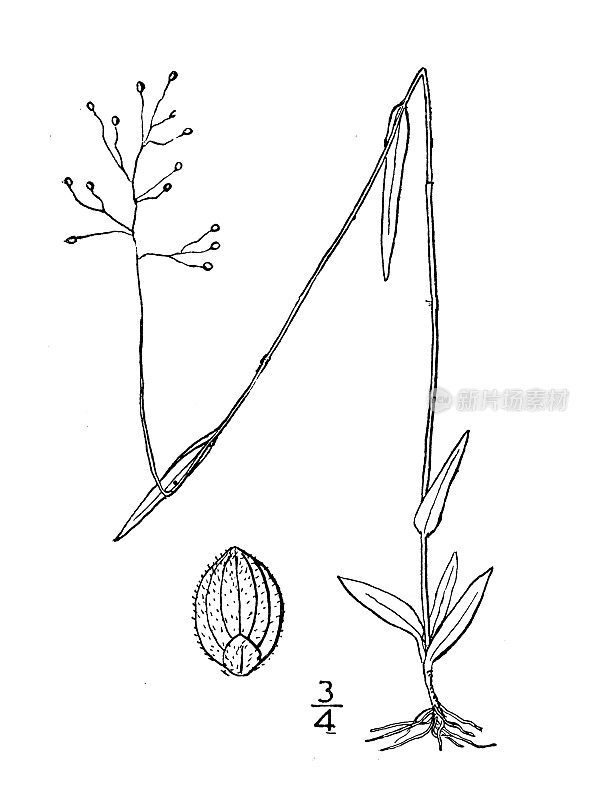 古植物学植物插图:布里顿的Panicum Brittoni